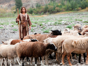 pastor-de-ovelhas